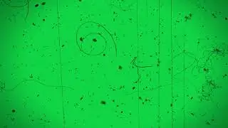 old film grain overlay | dust, hairs and scratches | Aesthetic Overlay Green Screen | VHS