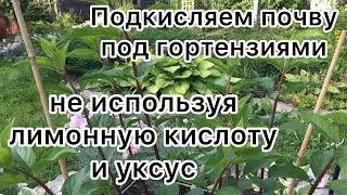 ПОДКИСЛЯЕМ ПОЧВУ ПОД ГОРТЕНЗИЯМИ не используя лимонную кислоту, уксус и электролит.