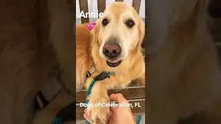 Cute Dogs 