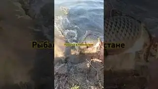 СУРДАРЯ САЗАН 5 кг #рыбалка #shortsyoutube #карп #fishing