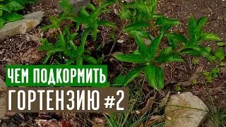 Любимые органические подкормки гортензии / Садовый гид