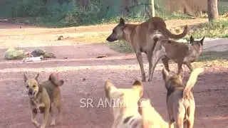 تزاوج كلاب dog mateng