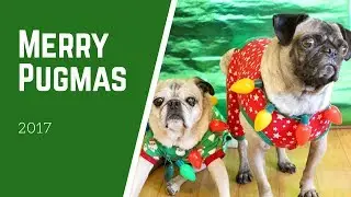 Merry Pugmas 2017