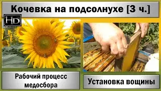 Кочевка на подсолнухе ☆ Рабочий процесс медосбора ☆ Установка вощины [3 ч.]