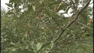 Invasive Plants