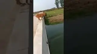 Dog saves his owner's life