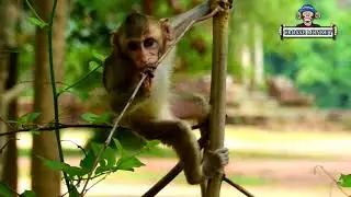 Pity baby Janna crying loudly call mom come back, Jane left her baby Janna alone, Janna much scared
