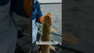 Очень толстая щука #HotSpotPike2