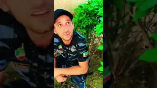 Поймал вредителя огорода