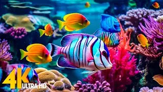 Aquarium 4K VIDEO (ULTRA HD) - Beautiful Coral Reef Fish - Sleep Relaxing Meditation Music