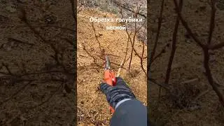 Обрезка голубики весной. Обрезаем голубику . Как обрезать молодую голубику 
