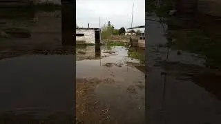 Пока держимся!!! #pig #озеро#