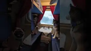 Вагонные споры
