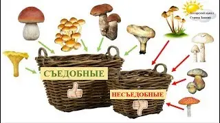 Грибы съедобные и несъедобные (загадки, игра,памятка)