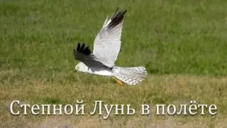 Степной Лунь в полёте / Pallid harrier in flight