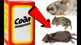 Как избавиться от мышей за 01 Секундочку!