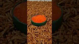 Caviar vs Mealworms