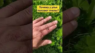 Почему у улья ползают пчелы? Почему крылья недоразвиты? #клещ #варроа #варротоз