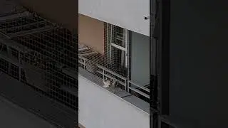 Pets VS Ultrasonic 25kHz microphone jammer