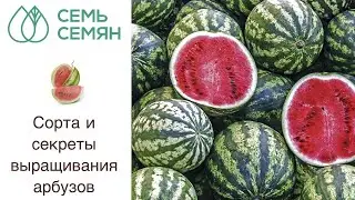 Как вырастить большие и вкусные арбузы