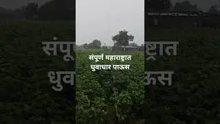 संपूर्ण महाराष्ट्रात धुवाधार पाऊस पिकांचे नुकसान झाल्यास 72 तासाच्या आत द्या पिक विमा कंपनीस सूचना