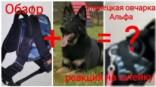 Обзор шлейки для немецкой овчарки|Реакция Альфы на шлейку