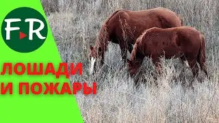 Как лошади борются с пожарами? Пойма зарастает - разводите лошадей!