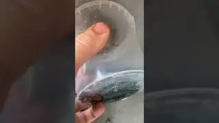 Как избавиться от ОС ! Бензин можно любой)