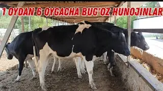 Hunojin Olaman Deganlarga Tayyor Bug'ozlar ☎️+998 91 657 15 95