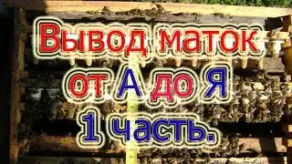 1 часть. ВЫВОД РАННИХ МАТОК ОТ А ДО Я ИЗ 7 ЧАСТЕЙ, ДЛЯ НАЧИНАЮЩИХ. ПОДГОТОВКА СЕМЬИ 🔥🔥🔥.