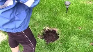 Пихта корейская Абиес Кореана.  Осенняя посадка.