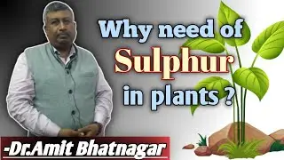 Why Need of Sulphur in Plants?