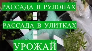 СУПЕР УРОЖАЙ = Рассада в Рулонах + Рассада в Улитке.