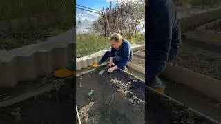 Посадка клубники