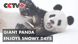 Giant Panda Enjoys Snowy Days at Northeast China Zoo