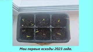 Мои первые всходы. Огородный сезон 2023 года.