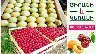 #Բերքահավաք՝Ծիրանի և Կեռասի#Իմ օրը