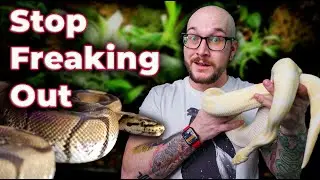 The BIGGEST Controversy in Reptiles Is a Non Issue! I'm FINALLY Speaking Out on Spider Ball Pythons!