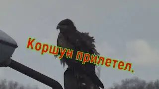 Коршун прилетел.