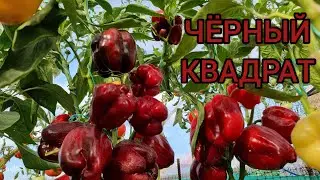 СЛАДКИЙ ПЕРЕЦ ЧЁРНЫЙ КВАДРАТ. ИНДИВИДУАЛЬНЫЙ ОБЗОР. УРОЖАЙНОСТЬ С КУСТА. ОТЗЫВЫ. Pepper.
