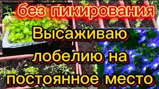 Посадка лобелии на постоянное место+подкормка🌺