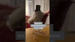 ёжик в шляпе #Shorts