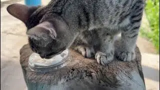 ASMR CAT EATING CREAM CHEESE
