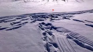Тест китайской кормушки с сеткой зимой рыбалка в глухозимье 2018