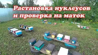 ВЫСТАВКА НУКЛЕУСОВ НА ОБЛЁТ, ПРОВЕРКА МАТОК В НУКЛЕУСАХ