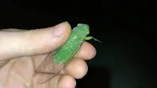 Green Cicada screams! :)