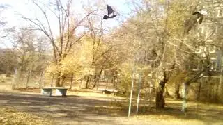 голуби осенью
