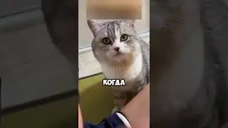 Жизненный урок для кота 🐈🐈 