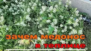 ☝☝КАК  ПРИВЛЕЧЬ ПЧЕЛ В ТЕПЛИЦУ ДЛЯ ОПЫЛЕНИЯ. ПРОСТОЙ И ДОСТУПНЫЙ СПОСОБ