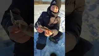 Зимний судак на мормышку  в -17